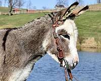 grey-driving-donkey