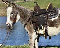 grey-playday-donkey