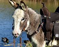 grey-ridden-english-donkey