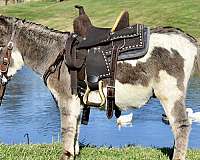 grey-team-driving-donkey