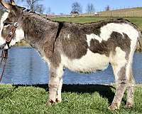 grey-trail-riding-donkey