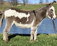 grey-trained-donkey