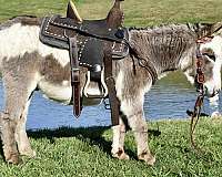 grey-trick-donkey