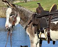 grey-western-riding-donkey