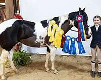 kid-pony-mare