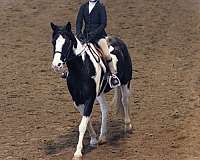 pinto-paint-pony