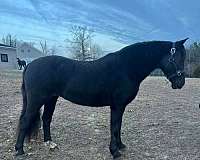 welsh-pony-mare