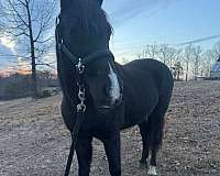 welsh-pony-for-sale