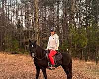 welsh-pony