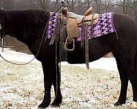 15-hand-friesian-mare