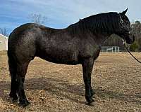 blue-roan-roan-friesian-percheron-horse