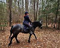 blue-roan-roan-friesian-percheron