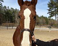 16-hand-draft-gelding