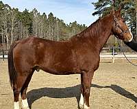 sorrel-gelding-for-sale