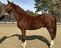 sorrel-draft-gelding