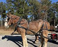 17-hand-belgian-gelding
