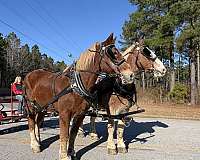 sorrel-belgian-gelding