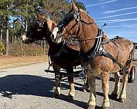 sorrel-gelding-for-sale