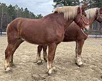 sorrel-gelding-for-sale