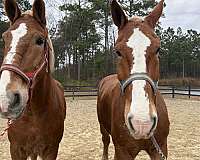 18-hand-belgian-gelding