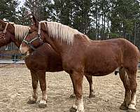 sorrel-belgian-gelding