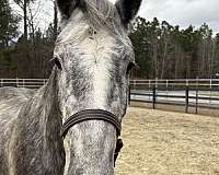 15-hand-draft-gelding
