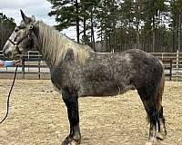 grey-draft-gelding