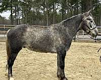 grey-gelding-for-sale
