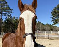17-hand-belgian-gelding