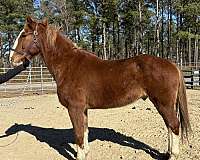 sorrel-belgian-gelding