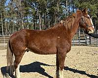 sorrel-gelding-for-sale