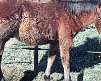 roan-aqha-colt-mare
