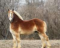 16-hand-belgian-gelding