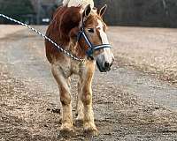 16-hand-belgian-horse