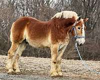 16-hand-gelding