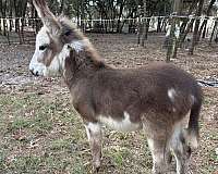 blaze-spotted-donkey