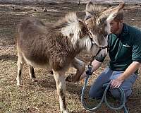 8-hand-donkey-weanling