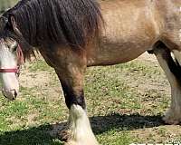buckskin-blagdon-horse