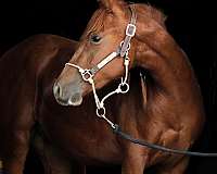 all-around-quarab-horse