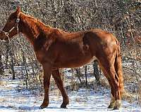 athletic-quarab-horse