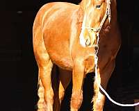 cowboy-mounted-shooting-quarab-horse