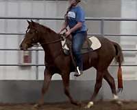 kid-safe-quarab-horse