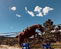 natural-horsemanship-training-quarab-horse