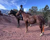 ranch-versatility-quarab-horse