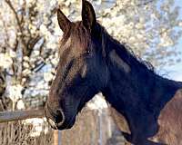 ridden-wes-colt