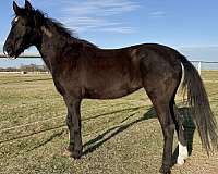 adopt-quarter-horse