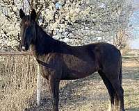 all-around-quarter-horse