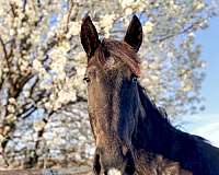 athletic-quarter-horse