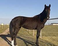 affordable-quarter-horse
