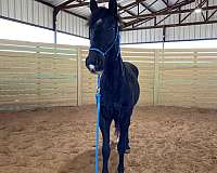 all-quarter-horse